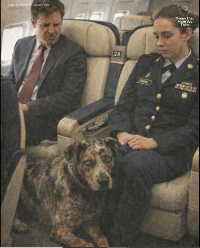 The passenger in 2A didn’t see the scars or the mismatched eyes. He only saw a dirty, wet animal ruining his First Class experience. He was about to learn a lesson in loyalty that no amount of money can buy.