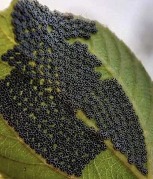 Don’t even touch these if you notice them on your plants (and you’ll DEFINITELY see them, I promise). My neighbor had no idea about these, and thank God I told her. I